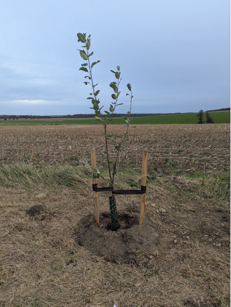 Apfelbaum am Wegesrand